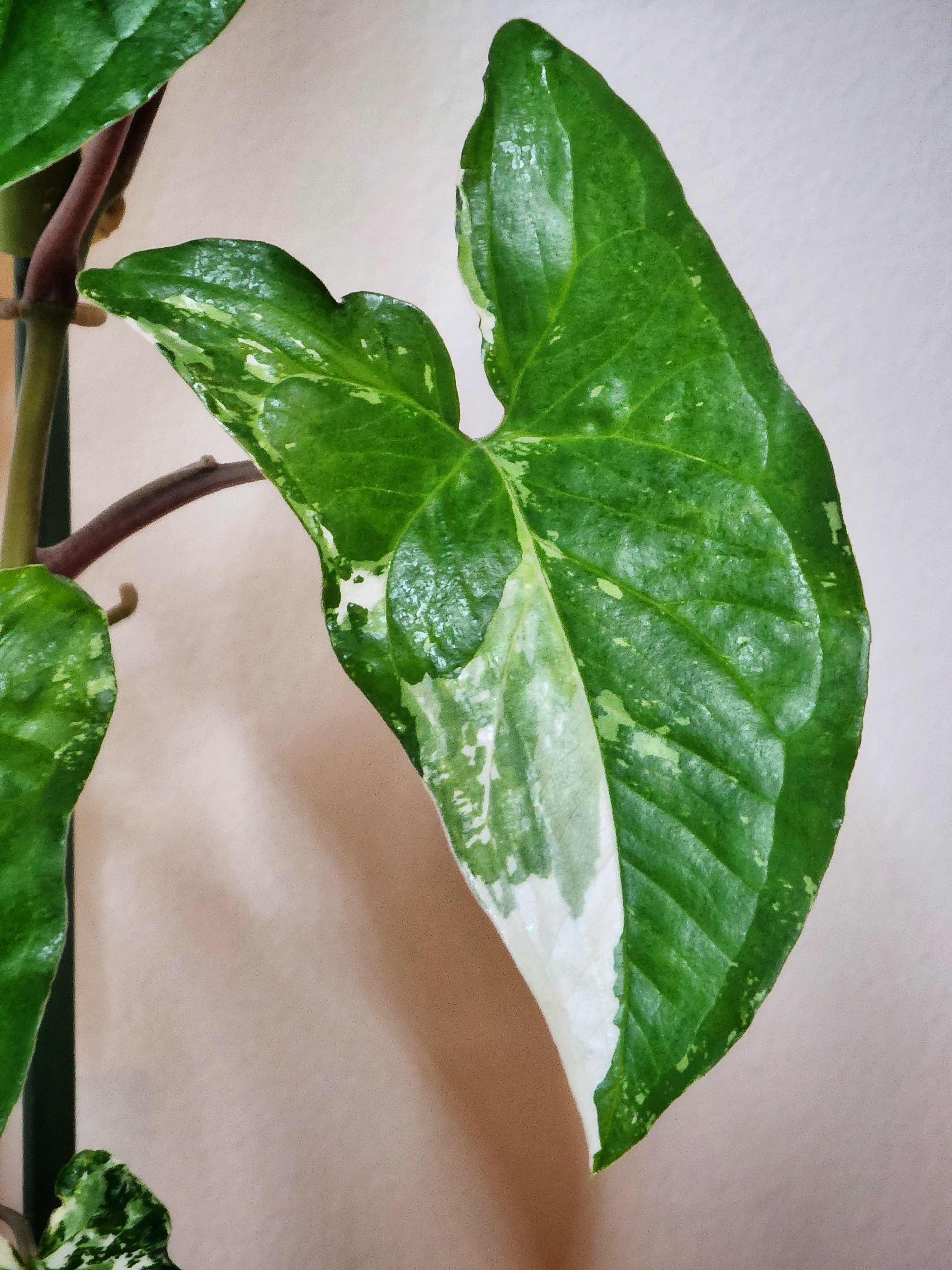 Close-up of Syngonium Fantasy variegated leaf showing pink and green markings